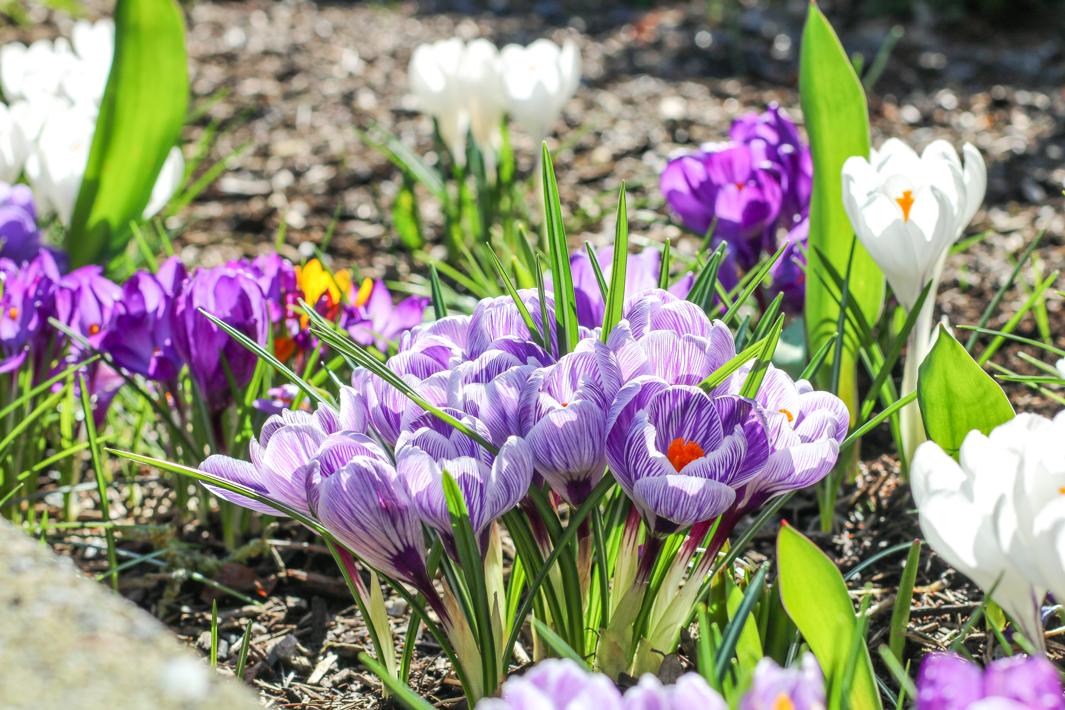 Flowers blooming at Elim Village Garrison Crossing—a sign that spring is here!